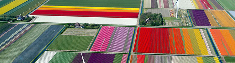 Tulip-Fileds-Noord-Holland.jpg