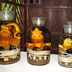 Рисовая водка со змеей или скорпионом в бутылке