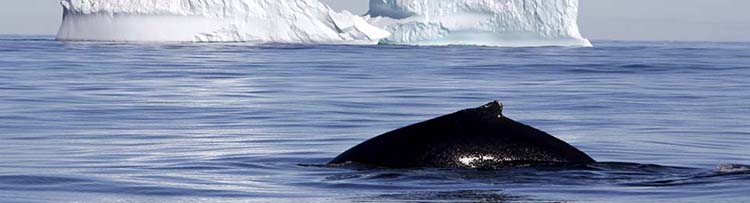 Antarctica-Falklands-South-Georgia-humpback.jpg