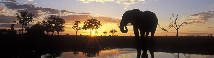 elephant-silhouetted-at-sunset--chobe-national-park--botswana.jpg