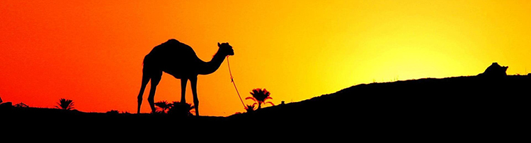 egypt_camel.jpg