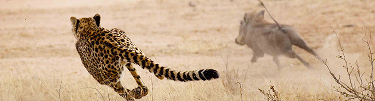 Warthog_vs_cheetah_www.pixanews-1.jpg