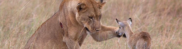 Lioness-adopts-baby-antelope-_-www.pixanews-1.jpg